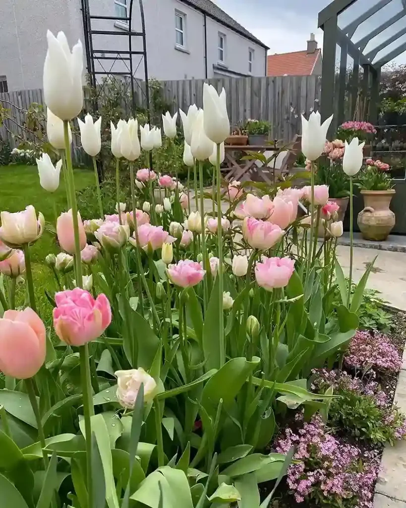 5. White Tulip Tulipa
