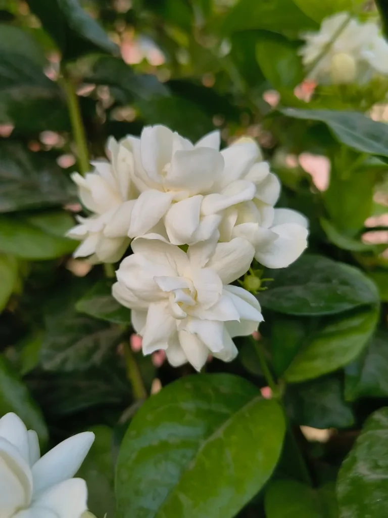 6. Jasmine Jasminum