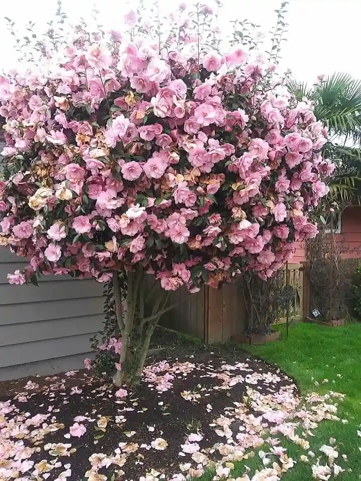 6. Pink Camellia Camellia japonica