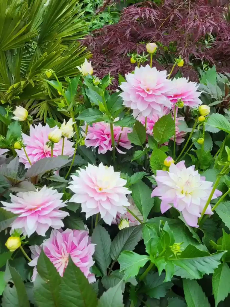 7. Pink Dahlia Dahlia