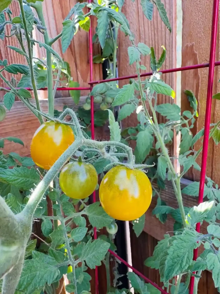 7. The Best Food Plants for a Survival Garden
