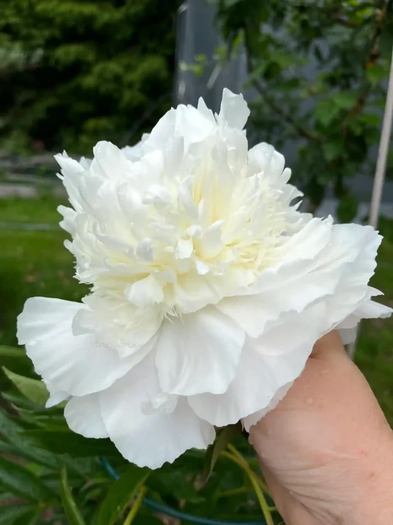7. White Peony Paeonia