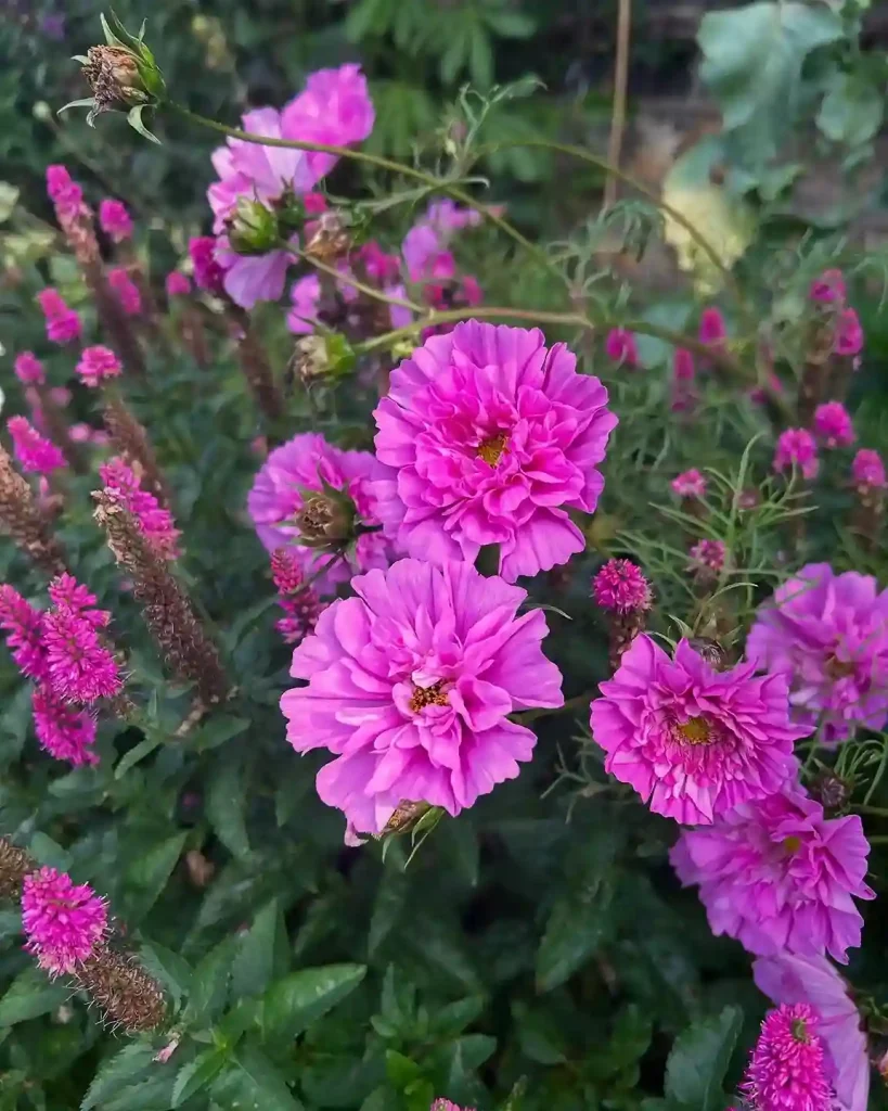 8. Pink Cosmos Cosmos bipinnatus