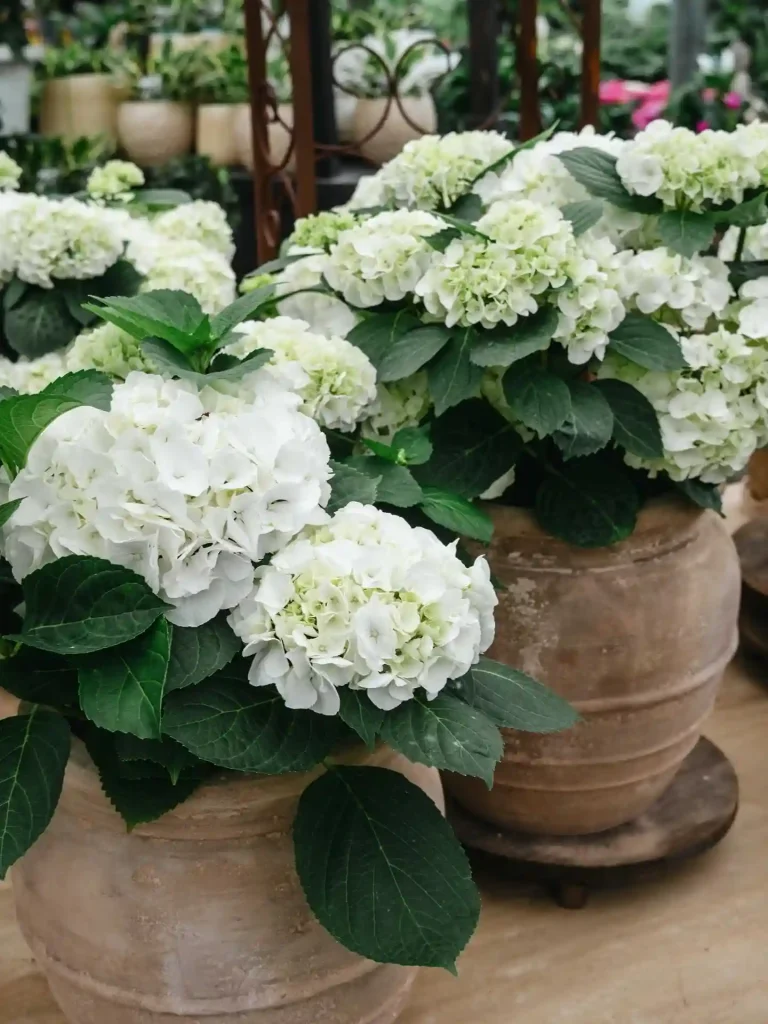 8. White Hydrangea Hydrangea