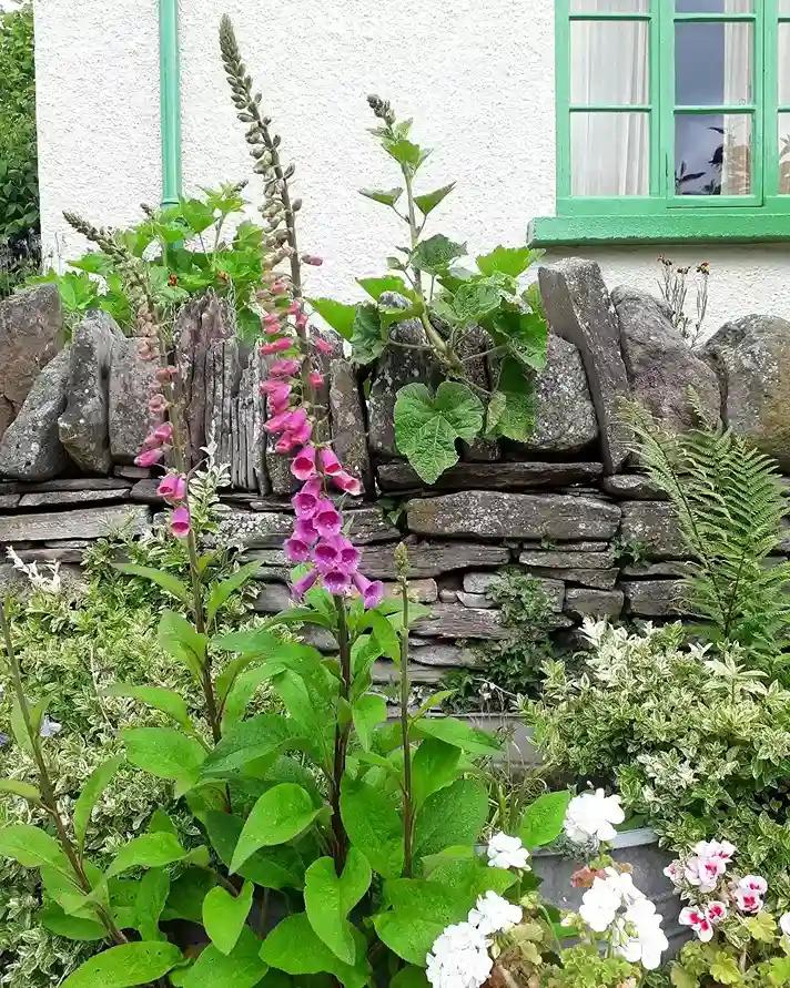 9. Pink Foxglove Digitalis purpurea
