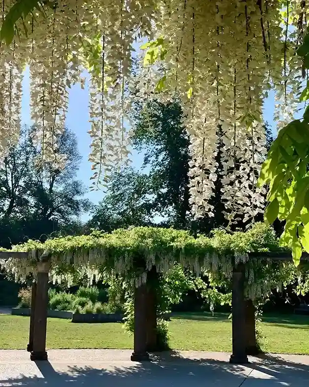 9. White Wisteria Wisteria