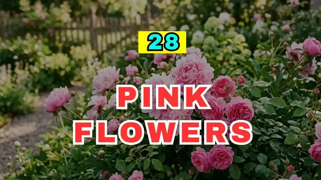 Pink Flowers